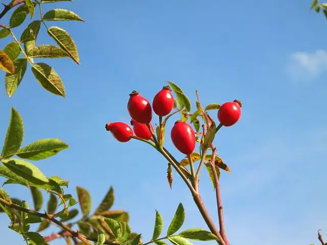 rose hips 1748975 640